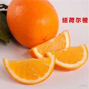 綠爾果汁 價(jià)格、型號(hào)與選購(gòu)指南，助您品味新鮮水果零售的健康之選